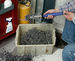 Power Worker (POW 100) holds shavings